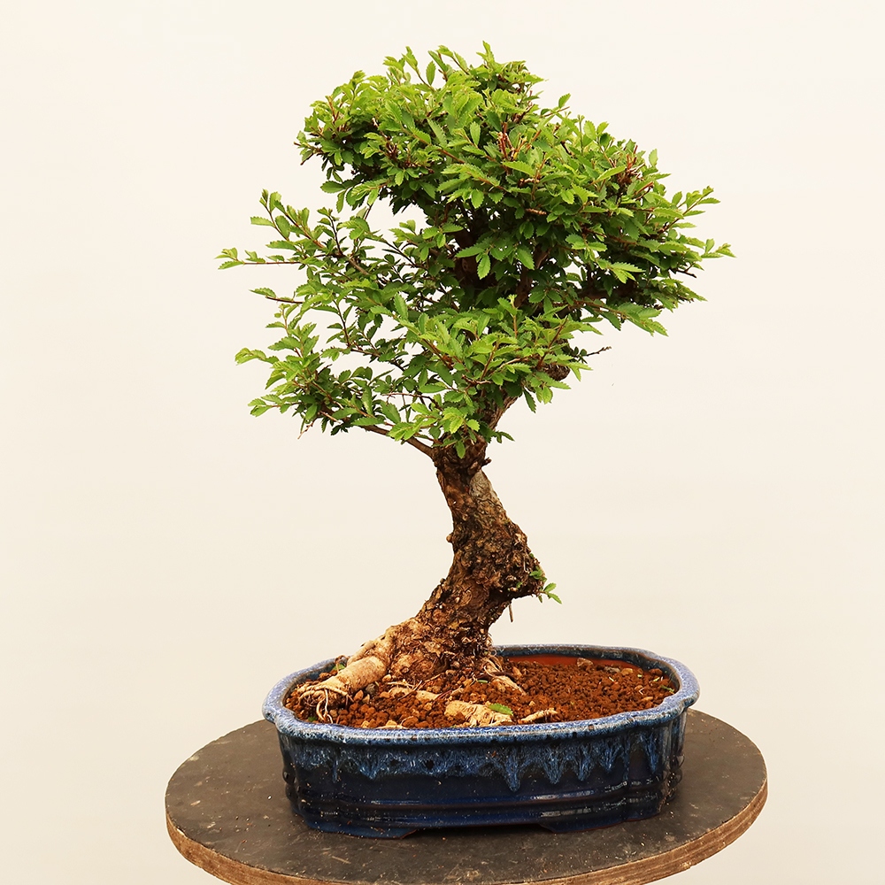Outdoor bonsai - Zelkova - Zelkova NIRE