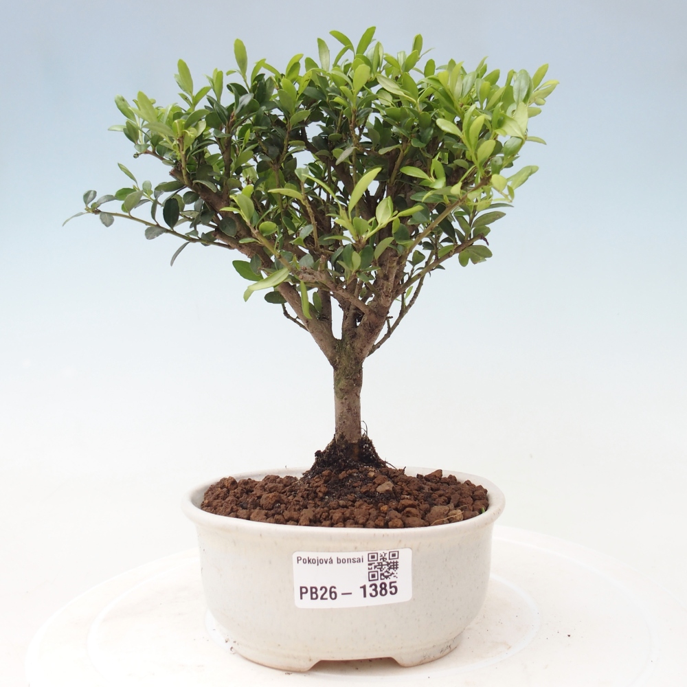 Room bonsai - Ilex crenata - Holly