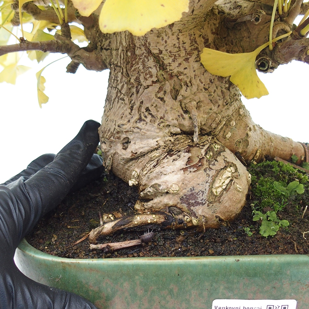 Outdoor bonsai - Ginkgo biloba
