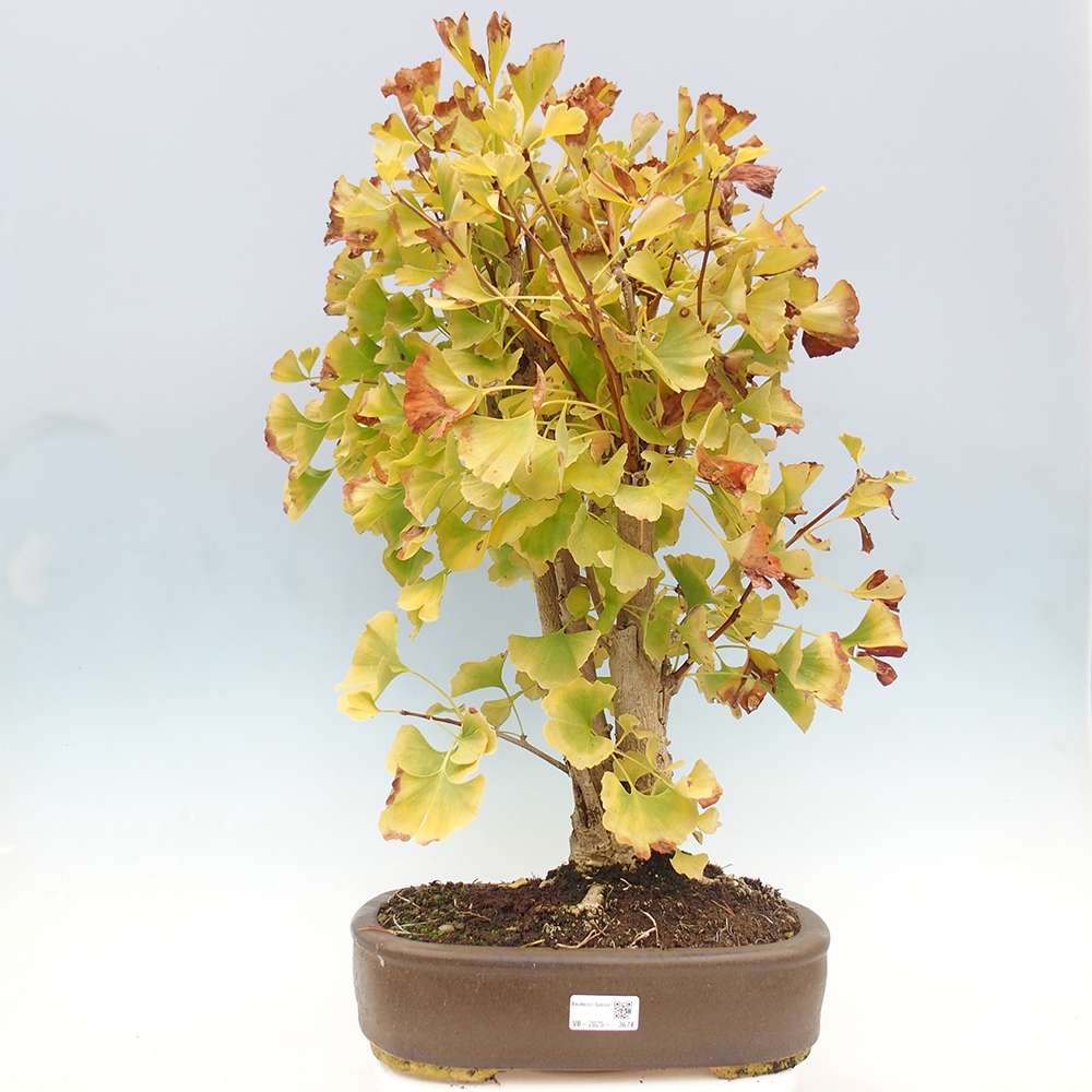 Outdoor bonsai - Ginkgo biloba