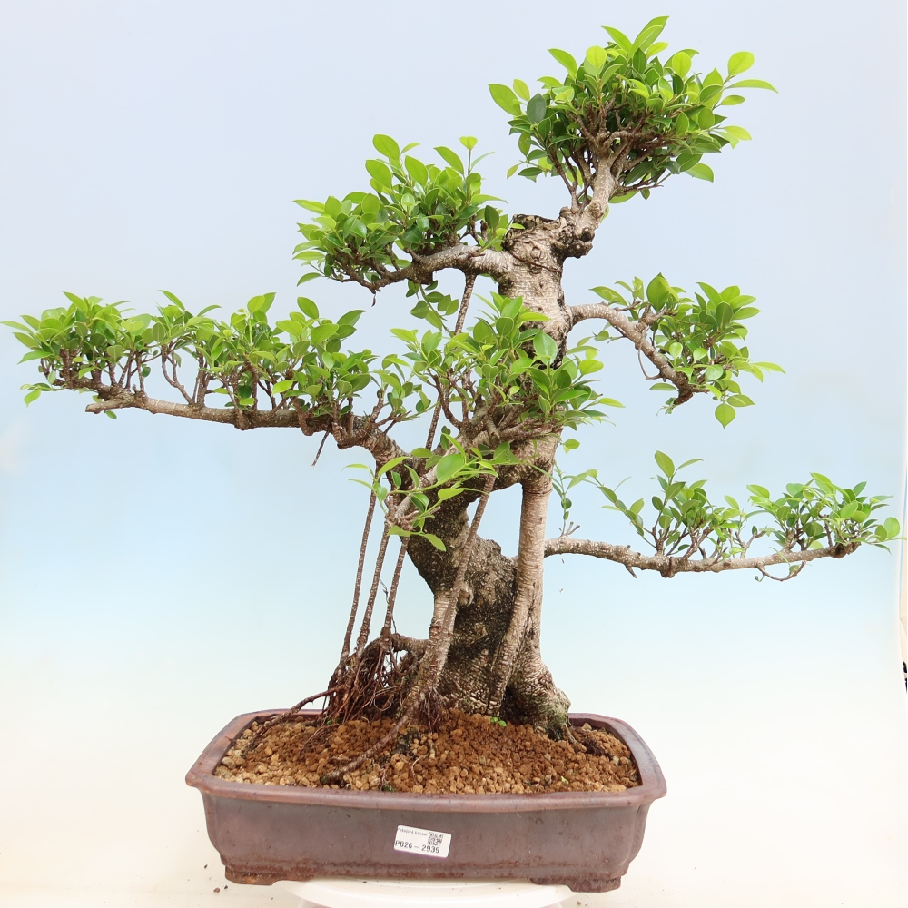 Room bonsai - Ficus kimmen - small-leaved ficus