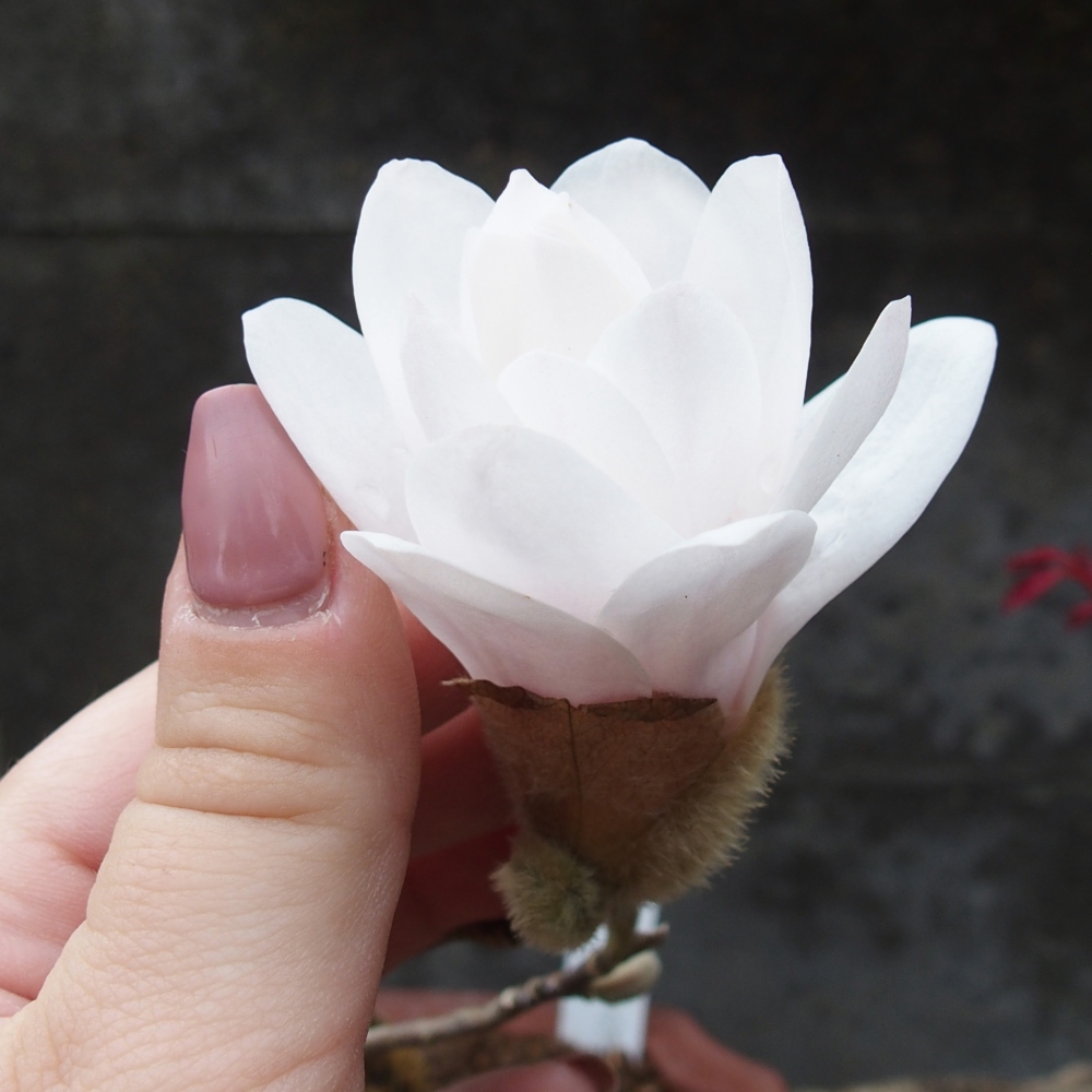 Outdoor bonsai - Magnolia stellata