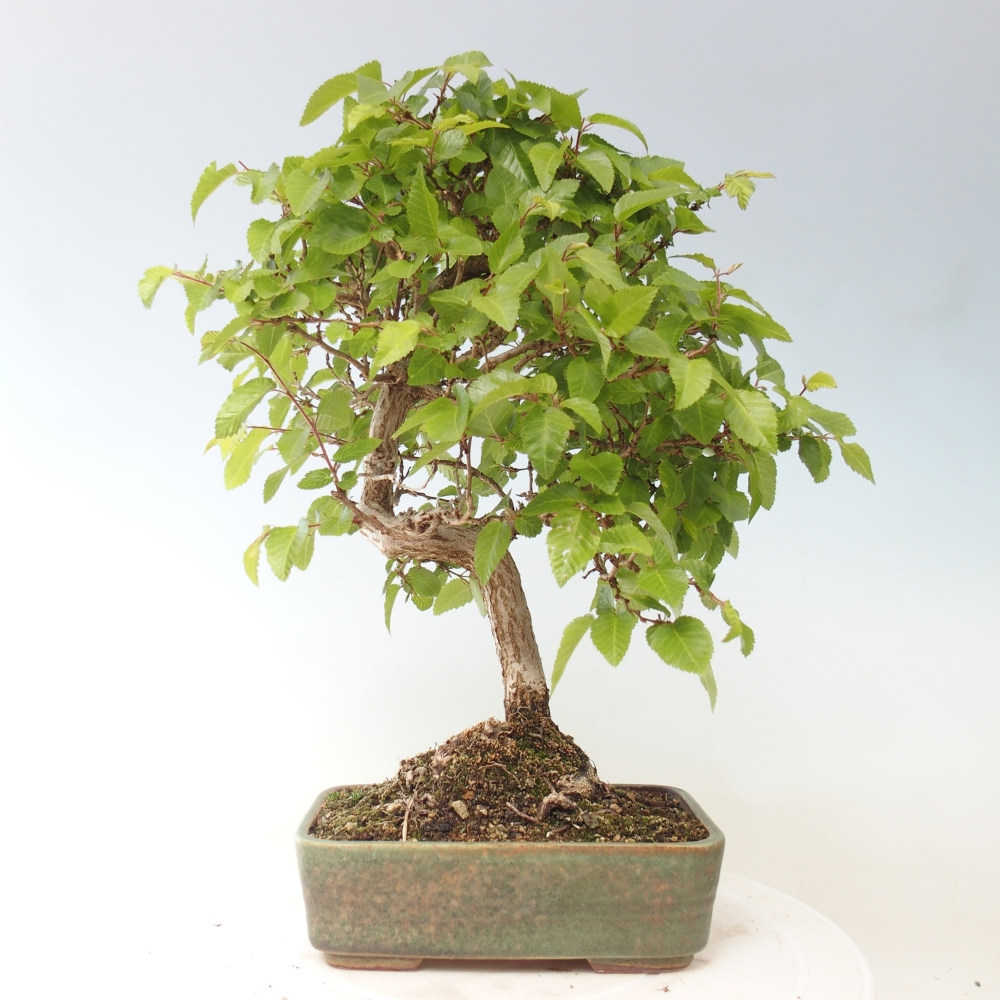 Outdoor bonsai -Carpinus CARPINOIDES - Korean Hornbeam