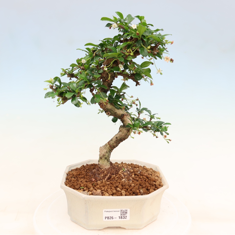 Room bonsai - Carmona macrophylla - Tea fuki