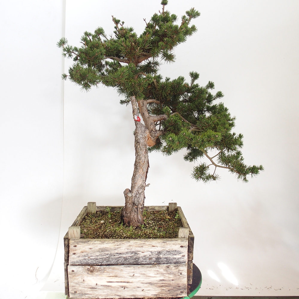 Yamadori - Pinus sylvestris Spain