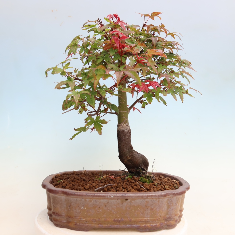 Outdoor bonsai - Acer palmatum DESHOJO