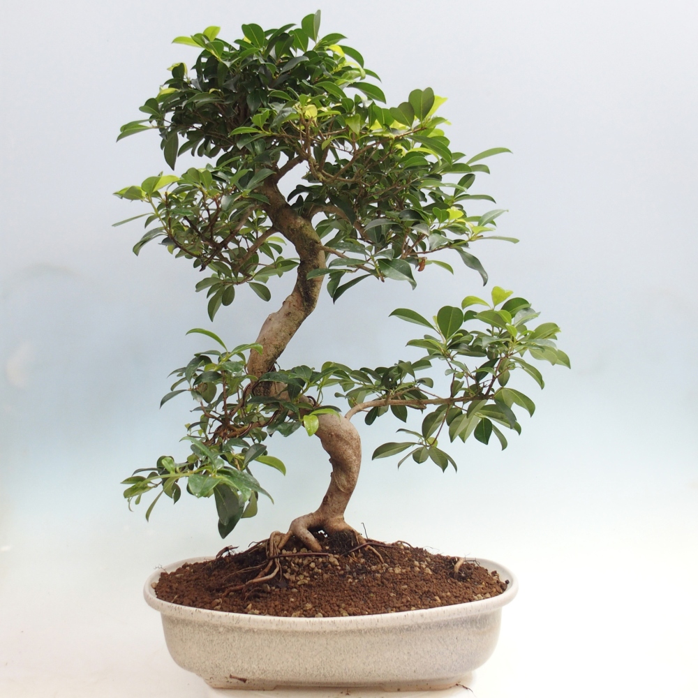 Room bonsai - Australian cherry - Eugenia uniflora - PERSONAL COLLECTION ONLY or pallet transport