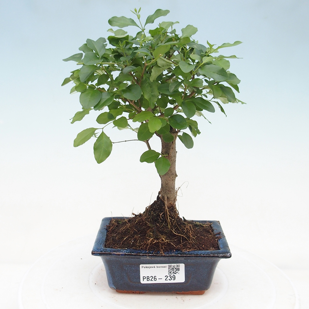 Room bonsai -Ligustrum chinensis - Birds Beak