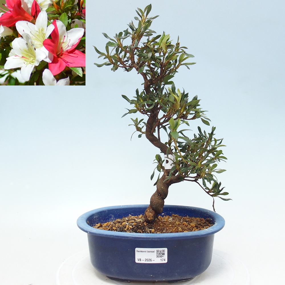 Outdoor bonsai - Japanese azalea - Azalea CHIHIRO