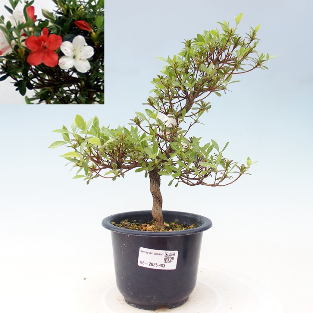 Outdoor bonsai - Japanese azalea - Azalea Kotaro