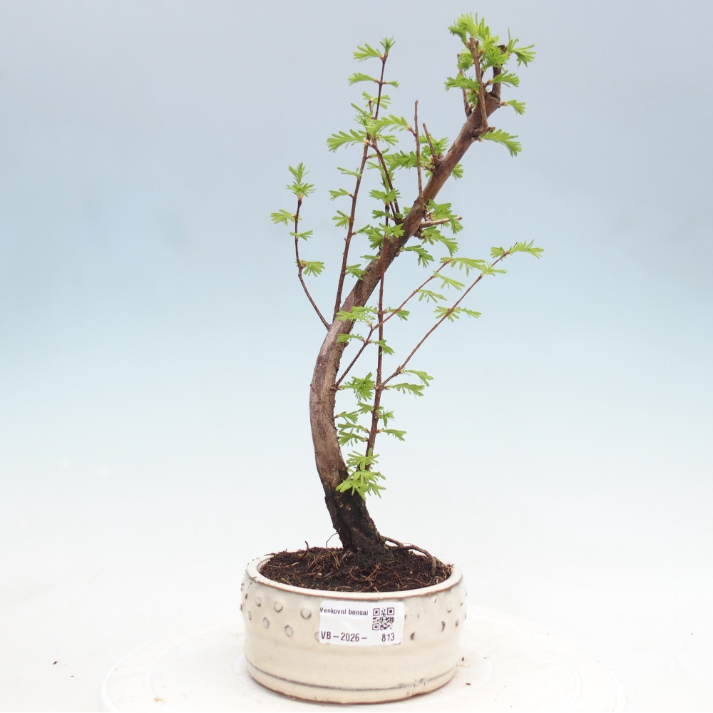 Outdoor bonsai - Metasequoia glyptostroboides - Chinese Metasequoia