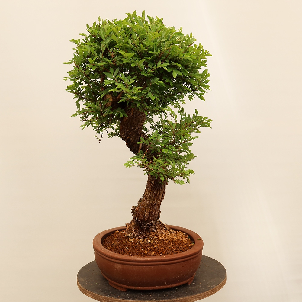 Outdoor bonsai - Zelkova - Zelkova NIRE