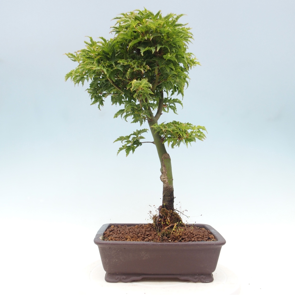Outdoor bonsai - Acer palmatum Shishigashira maple