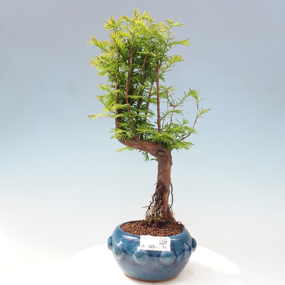 Outdoor bonsai - Metasequoia glyptostroboides - Chinese Metasequoia