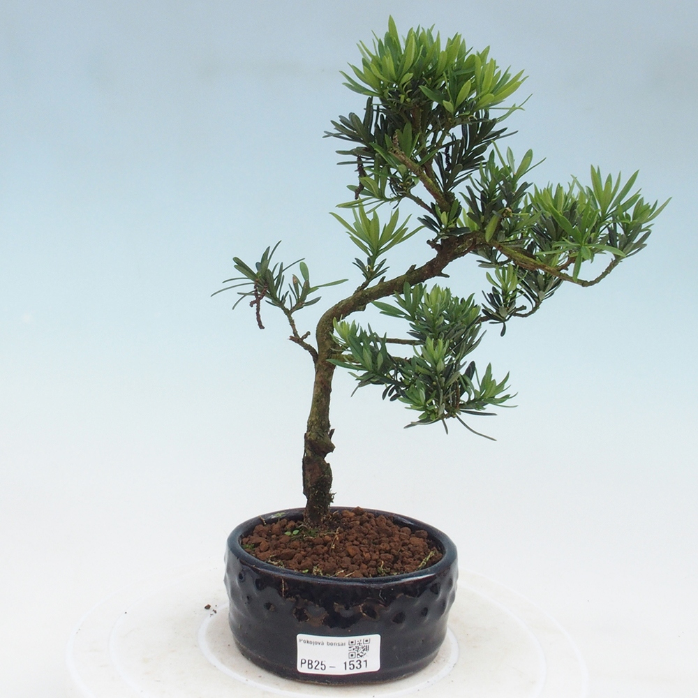 Indoor bonsai - Podocarpus - Stone thous