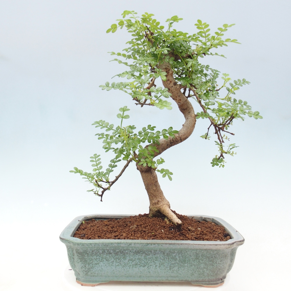 Indoor bonsai - Zantoxylum piperitum - pepper tree