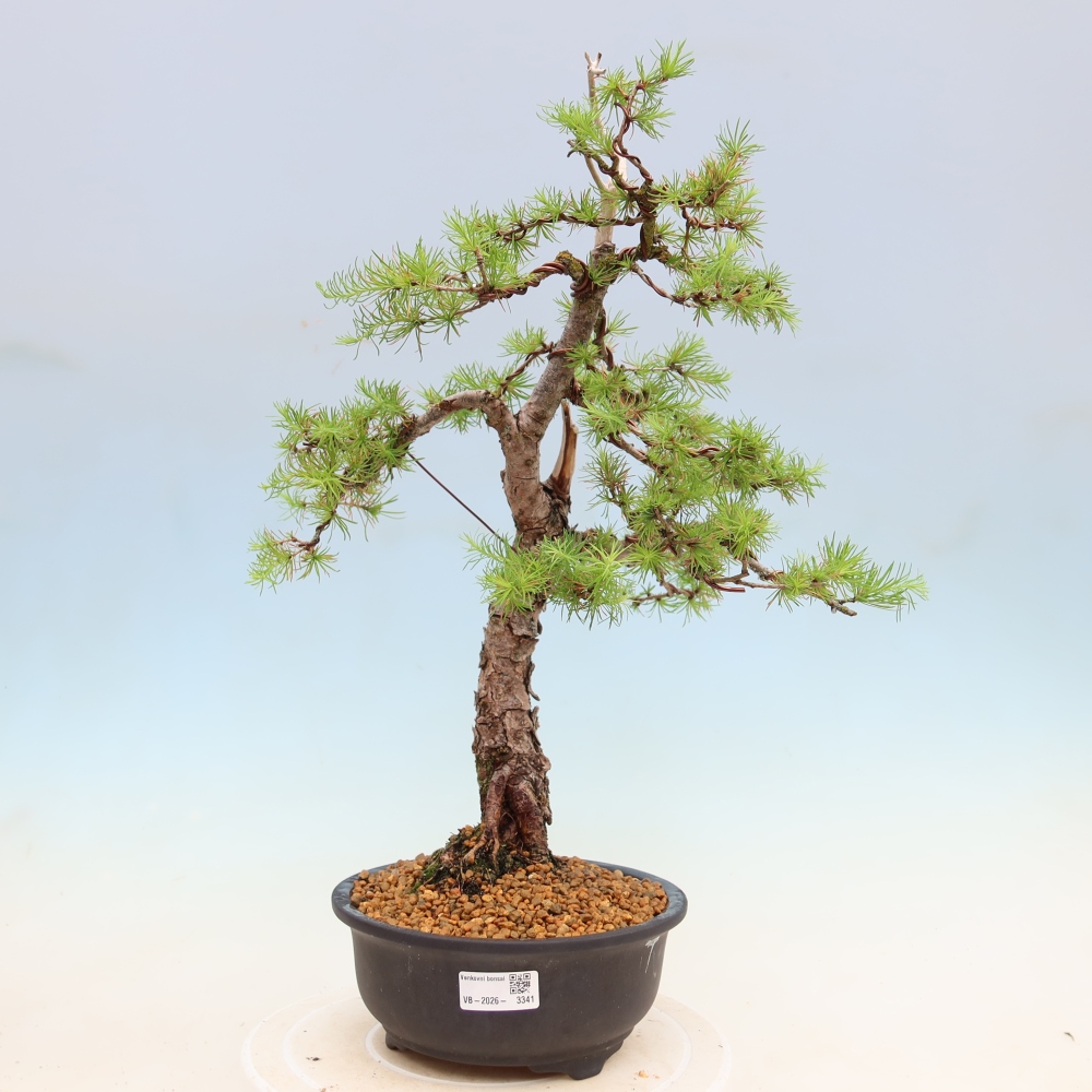 Outdoor bonsai -Larix decidua - Larch
