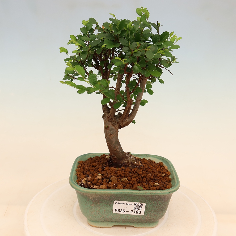 Room bonsai - Ulmus parvifolia - Small-leaved elm
