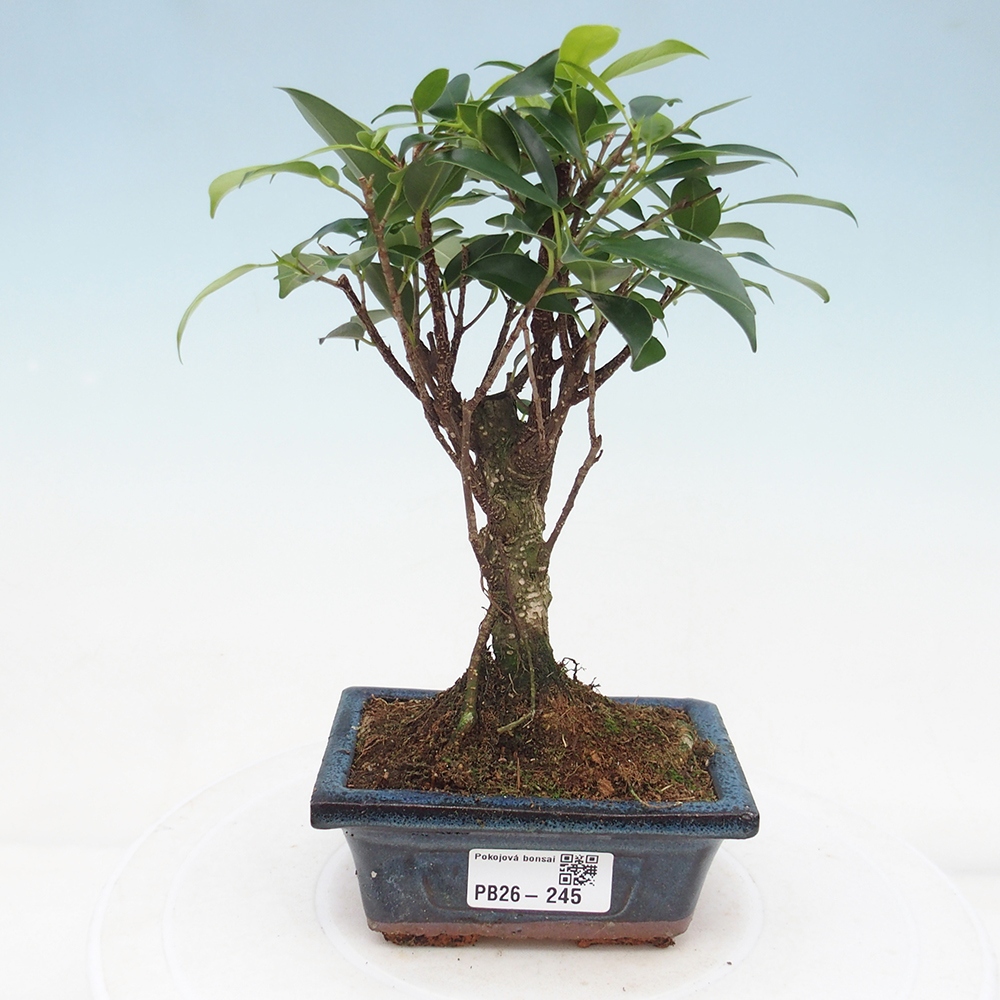 Room bonsai Ficus retusa kimmen