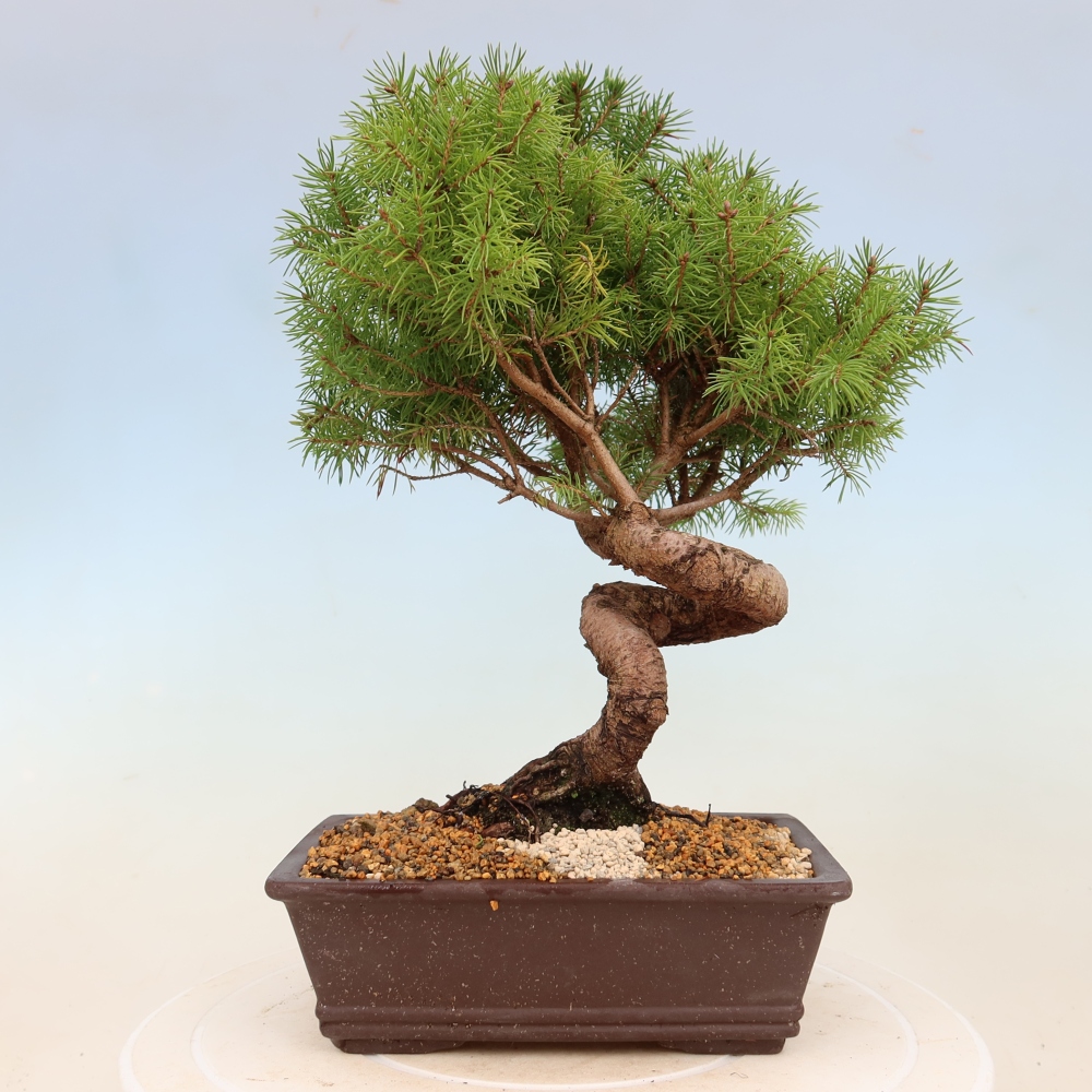 Outdoor bonsai - Spruce - Picea glauca globe