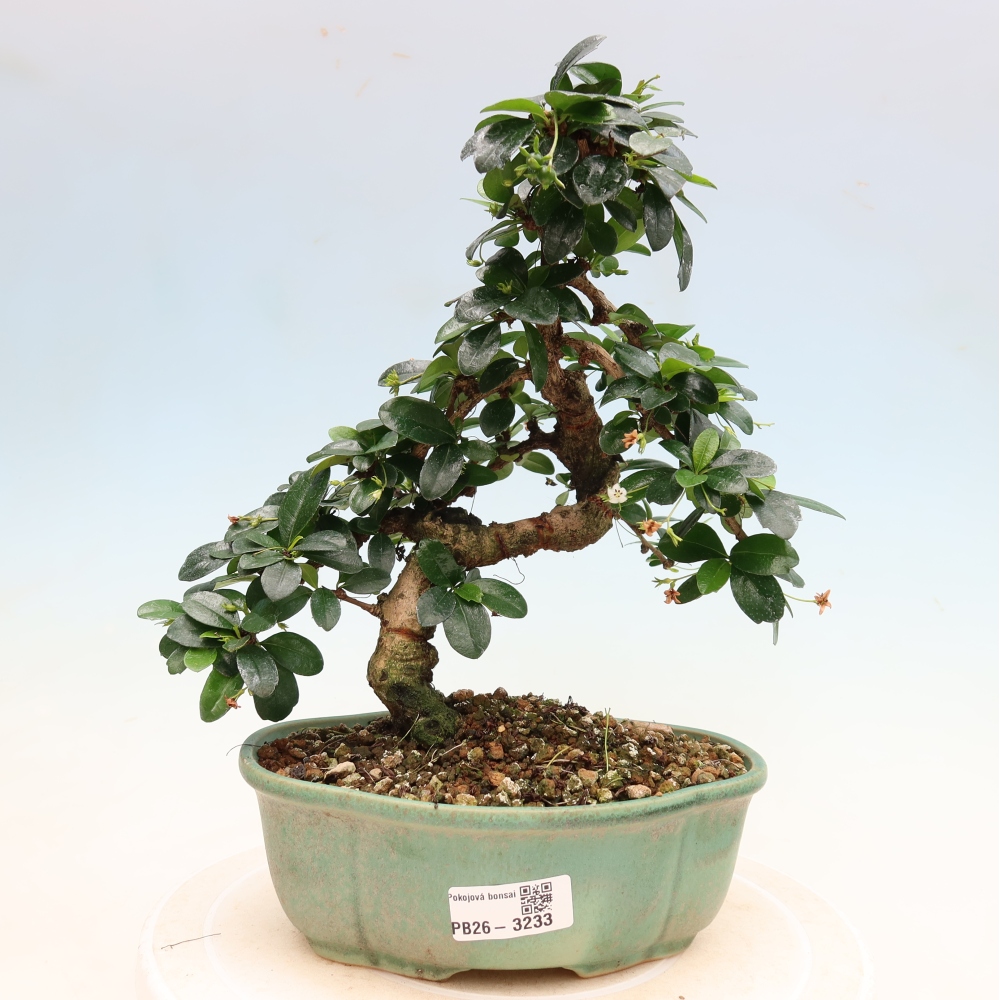 Room bonsai - Carmona macrophylla - Tea fuki