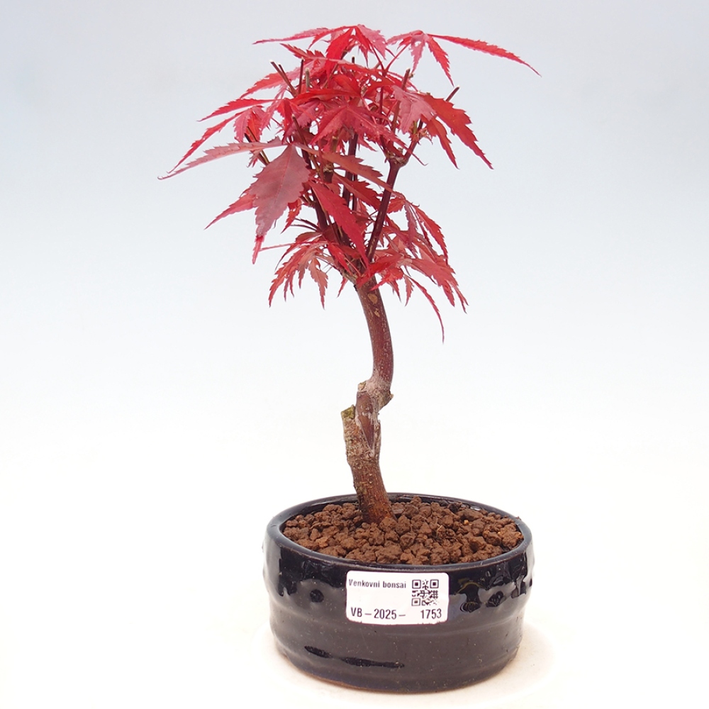 Outdoor bonsai - Acer palm. Atropurpureum-Palmleaf Maple