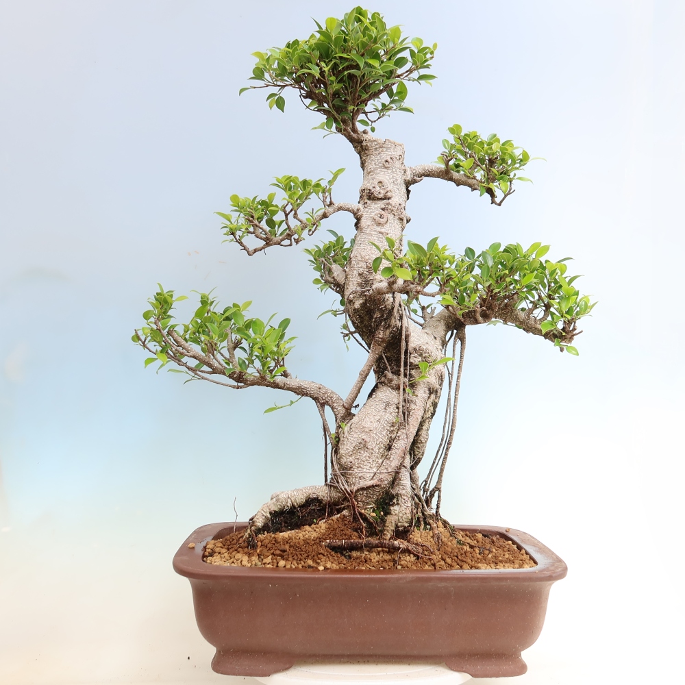 Room bonsai - Ficus kimmen - small-leaved ficus