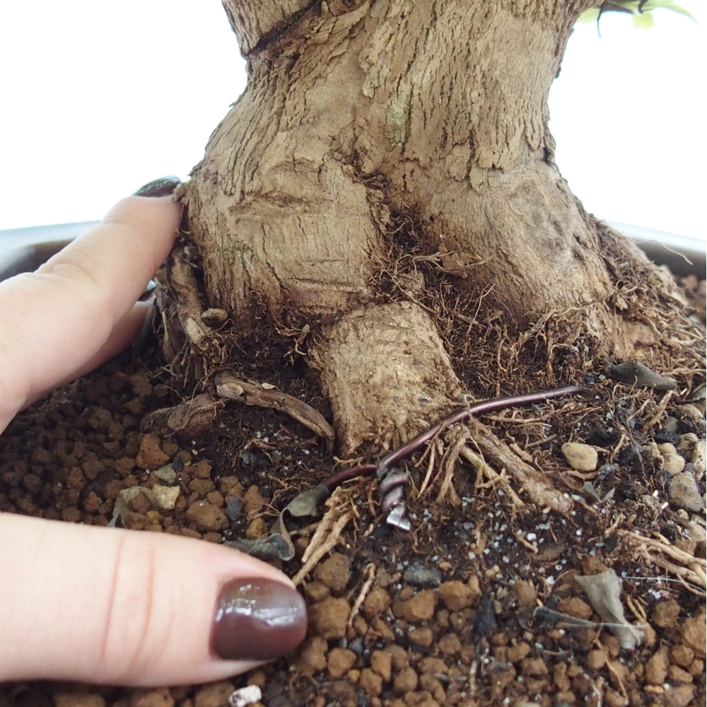 Room bonsai - Duranta erecta Aurea - PERSONAL COLLECTION ONLY or pallet transport