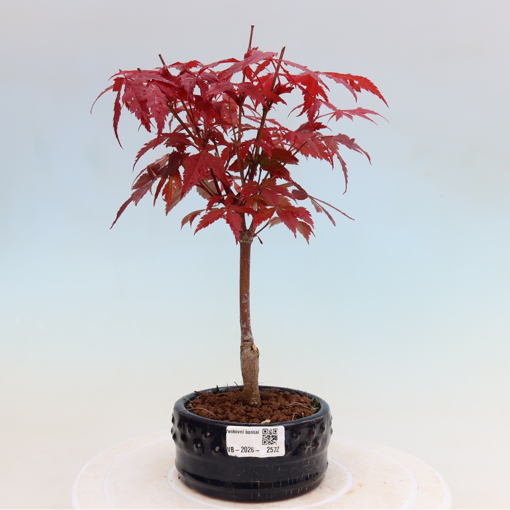 Outdoor bonsai - Acer palm. Atropurpureum-Javor palmate