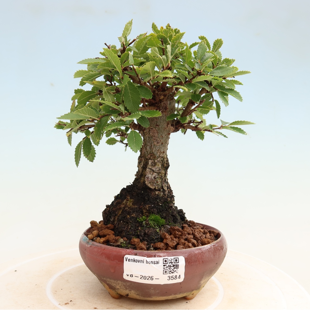 Outdoor bonsai - Zelkova - Zelkova NIRE