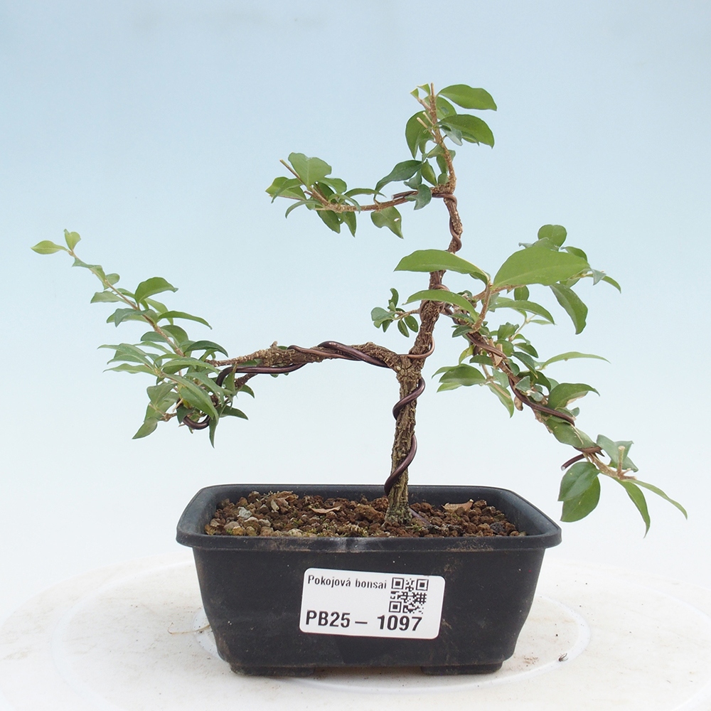 Room bonsai - Malpighia coccigera- Barbdorian cherry