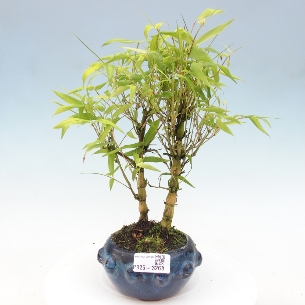 Room bonsai - Bamboo budha-Bamboo budha belly