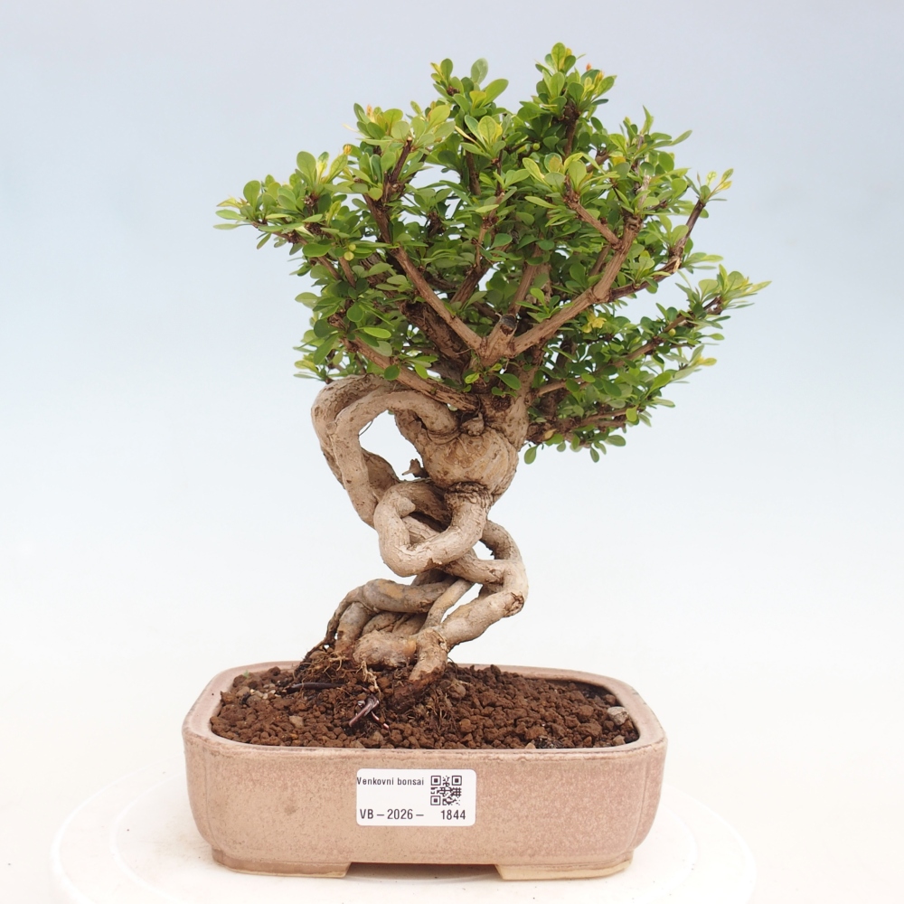Outdoor bonsai - Berberis coreana