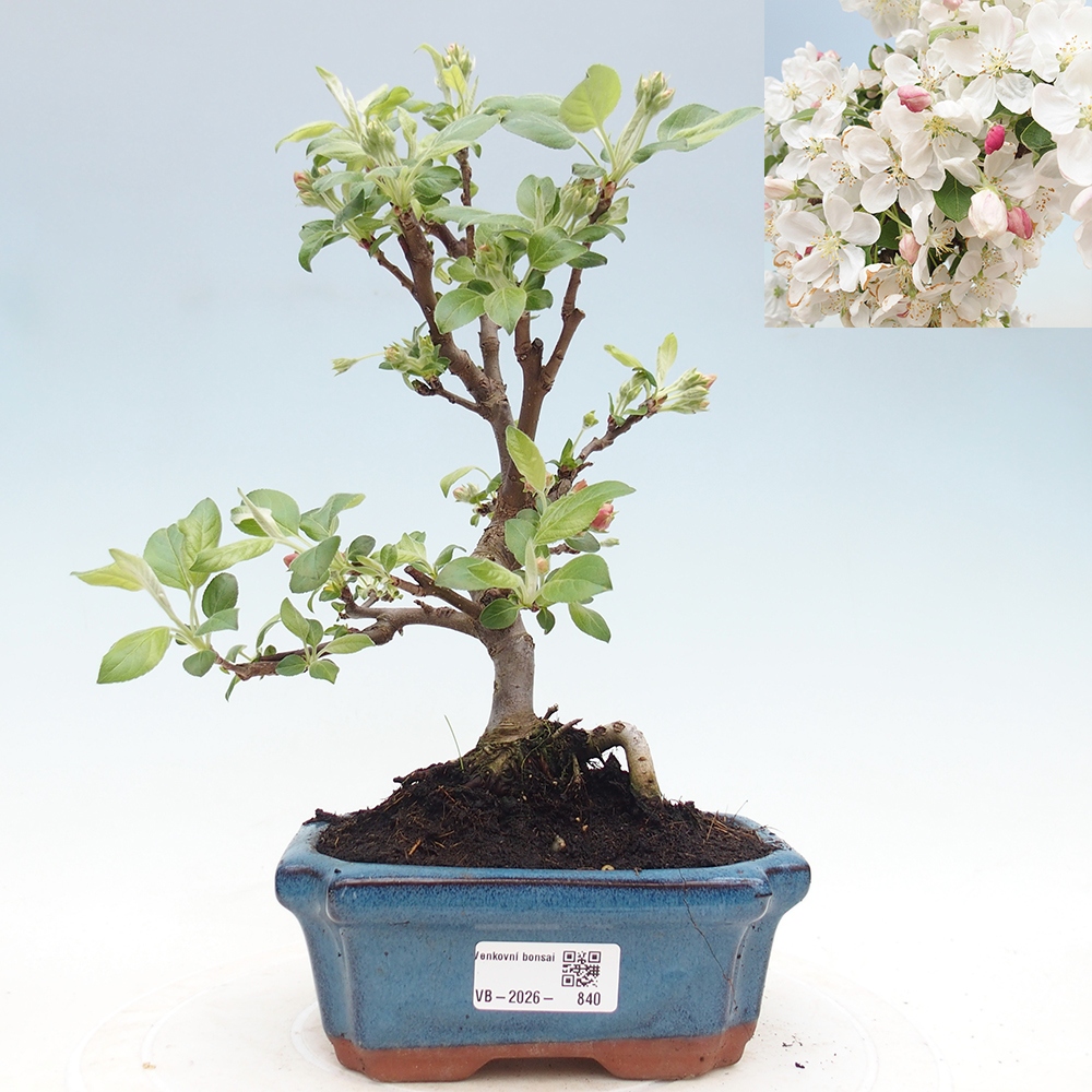 Outdoor bonsai -Malus halliana - Small-fruited apple tree