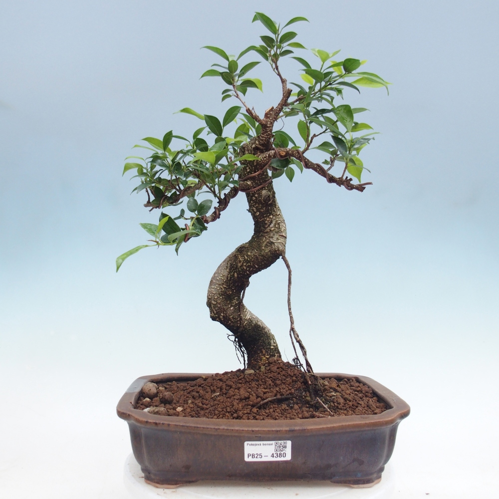 Room bonsai - Ficus kimmen - small-leaved ficus