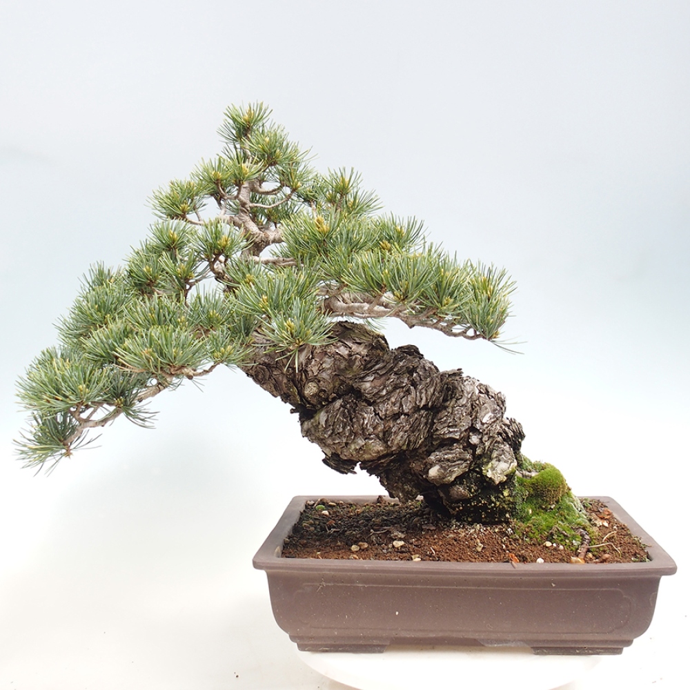 Outdoor bonsai - Pinus parviflora - Pinus parviflora