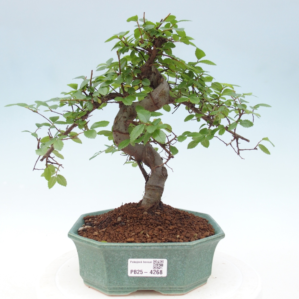 Room bonsai - Ulmus parvifolia - Small-leaved elm