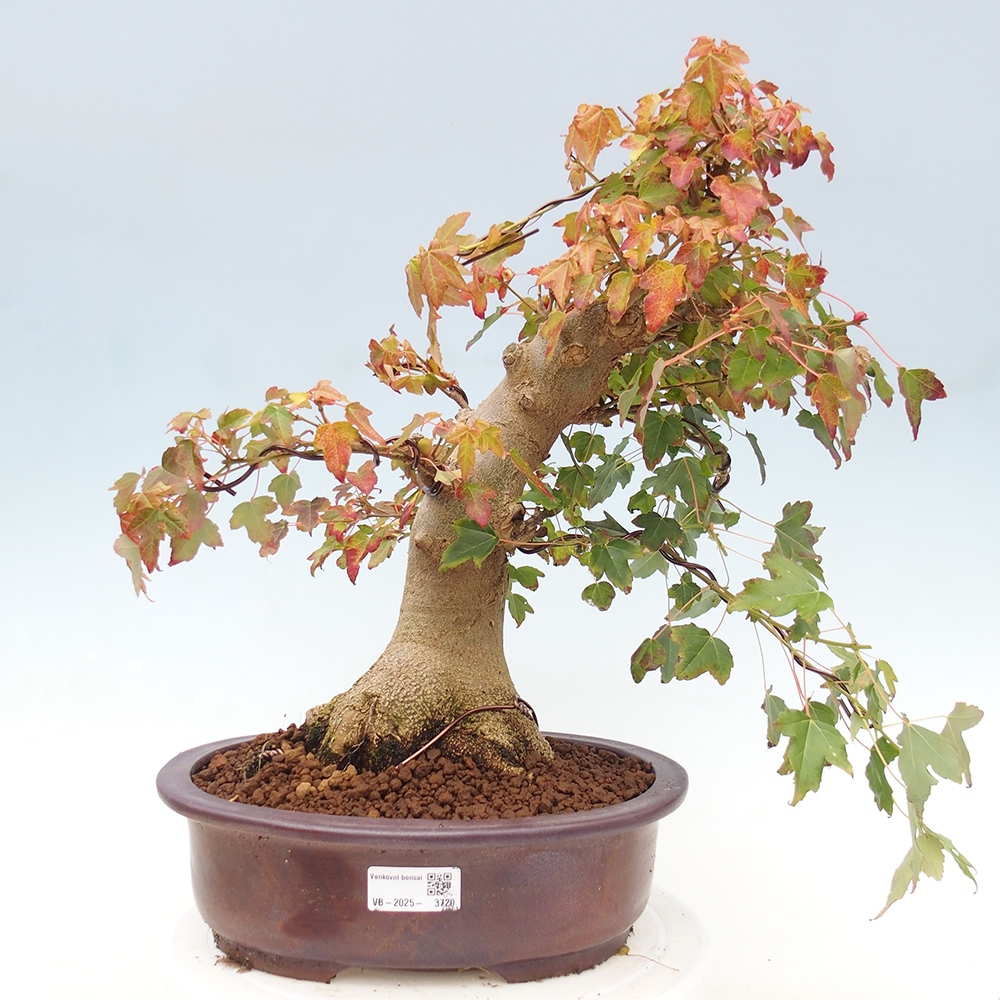 Outdoor bonsai - Maple Buergerianum - Burger Maple