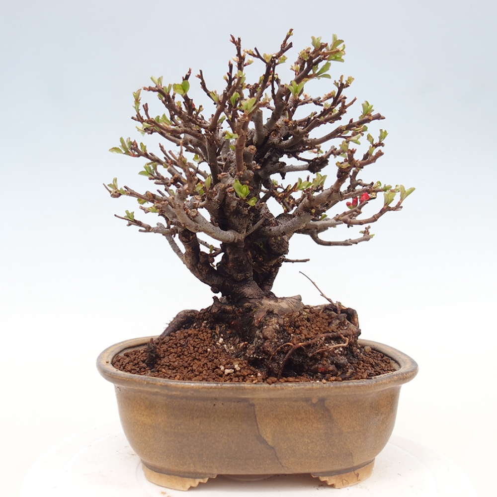 Outdoor bonsai - Chaneomeles speciosa - Quince