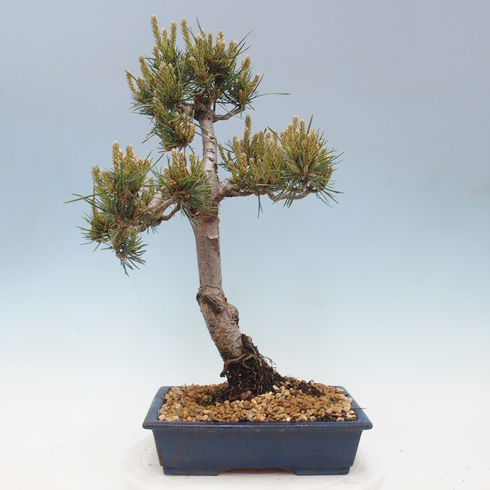 Outdoor bonsai - Pinus Sylvestris - Scots pine