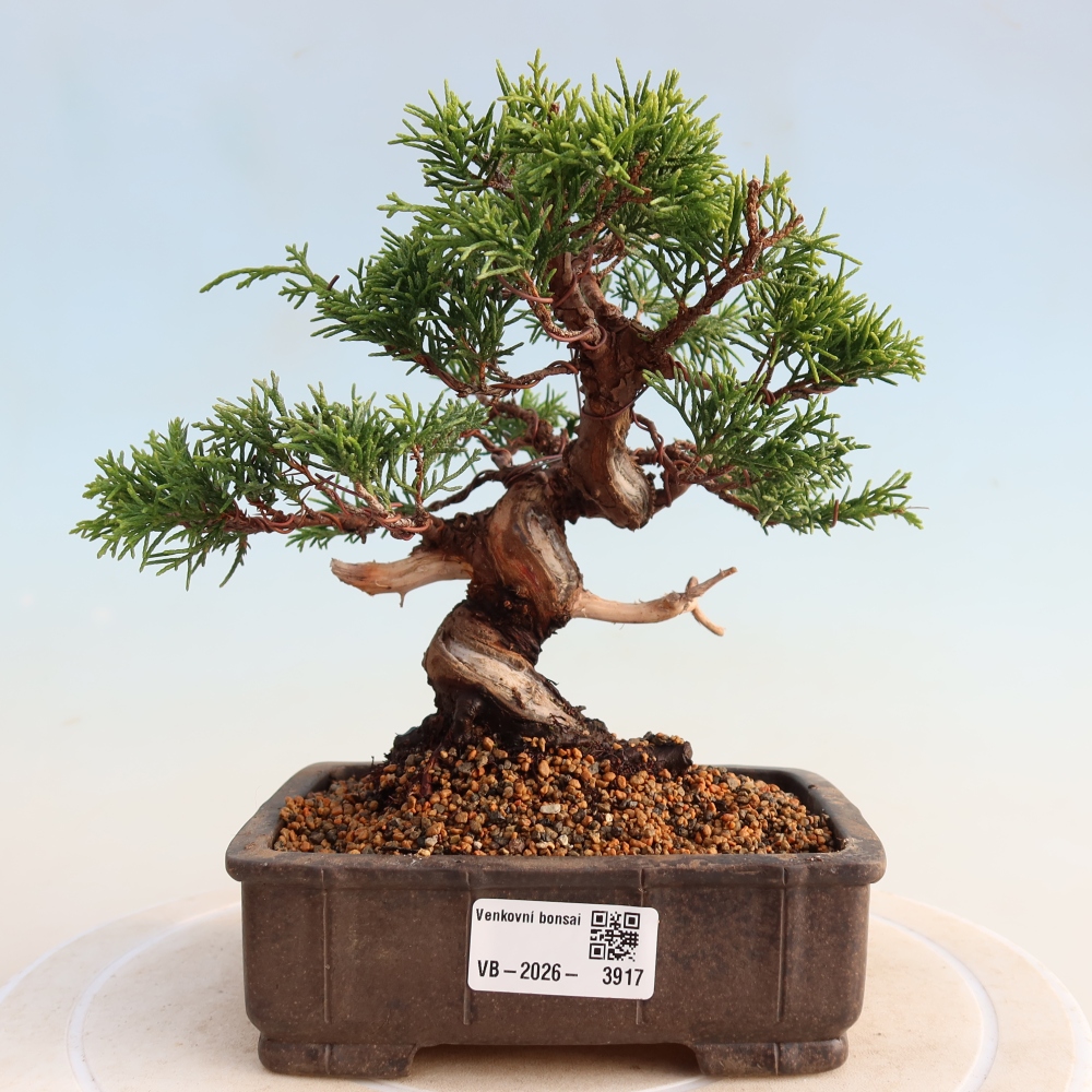 Outdoor bonsai - Juniperus chinensis Itoigawa - Chinese juniper