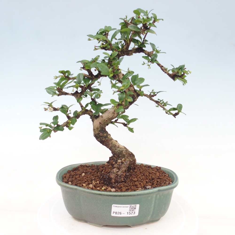 Room bonsai - Carmona macrophylla - Tea fuki
