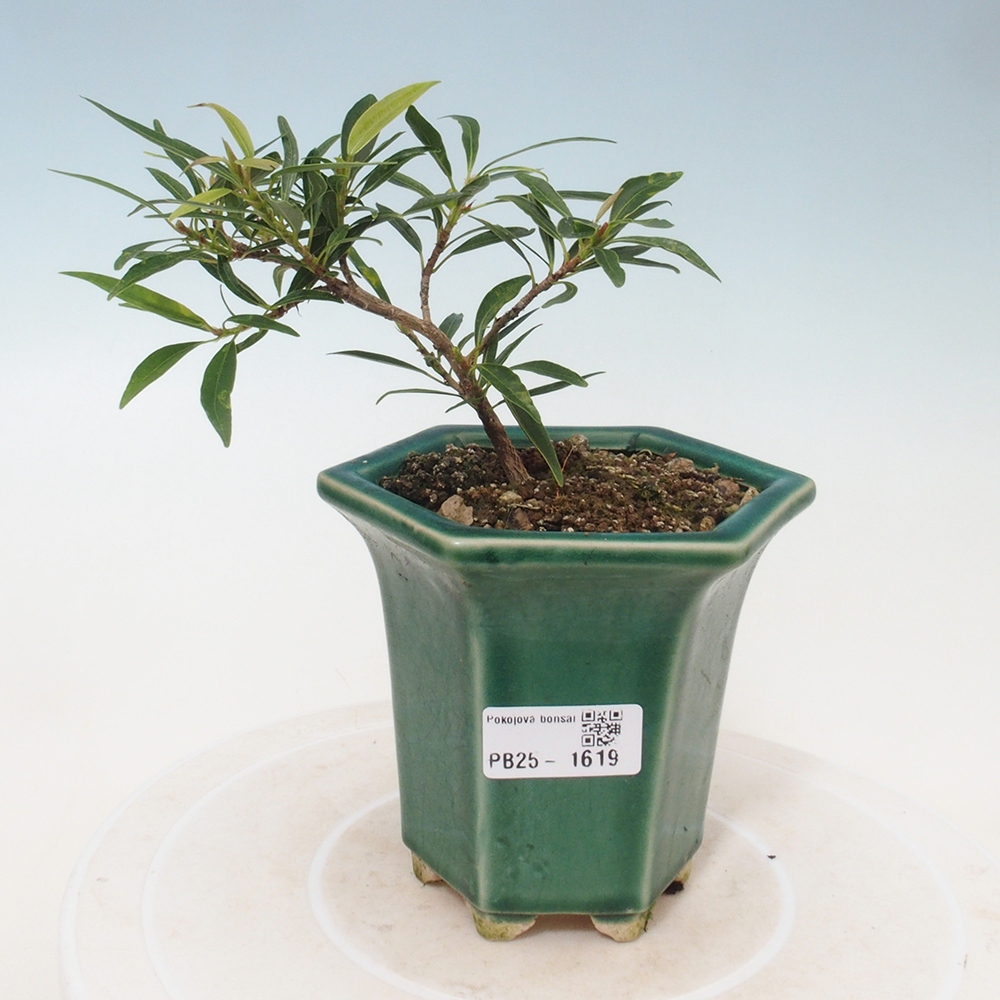 Indoor bonsai - Ficus nerifolia - small-leaved ficus