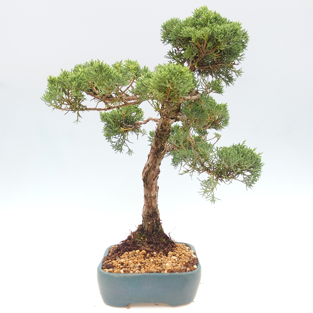 Outdoor bonsai - Juniperus chinensis  - Chinese  juniper