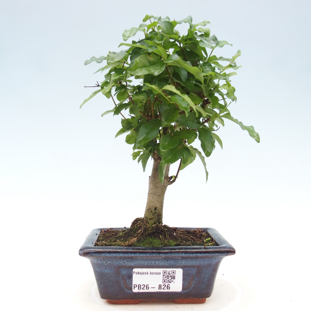 Room bonsai -Ligustrum chinensis - Birds Beak