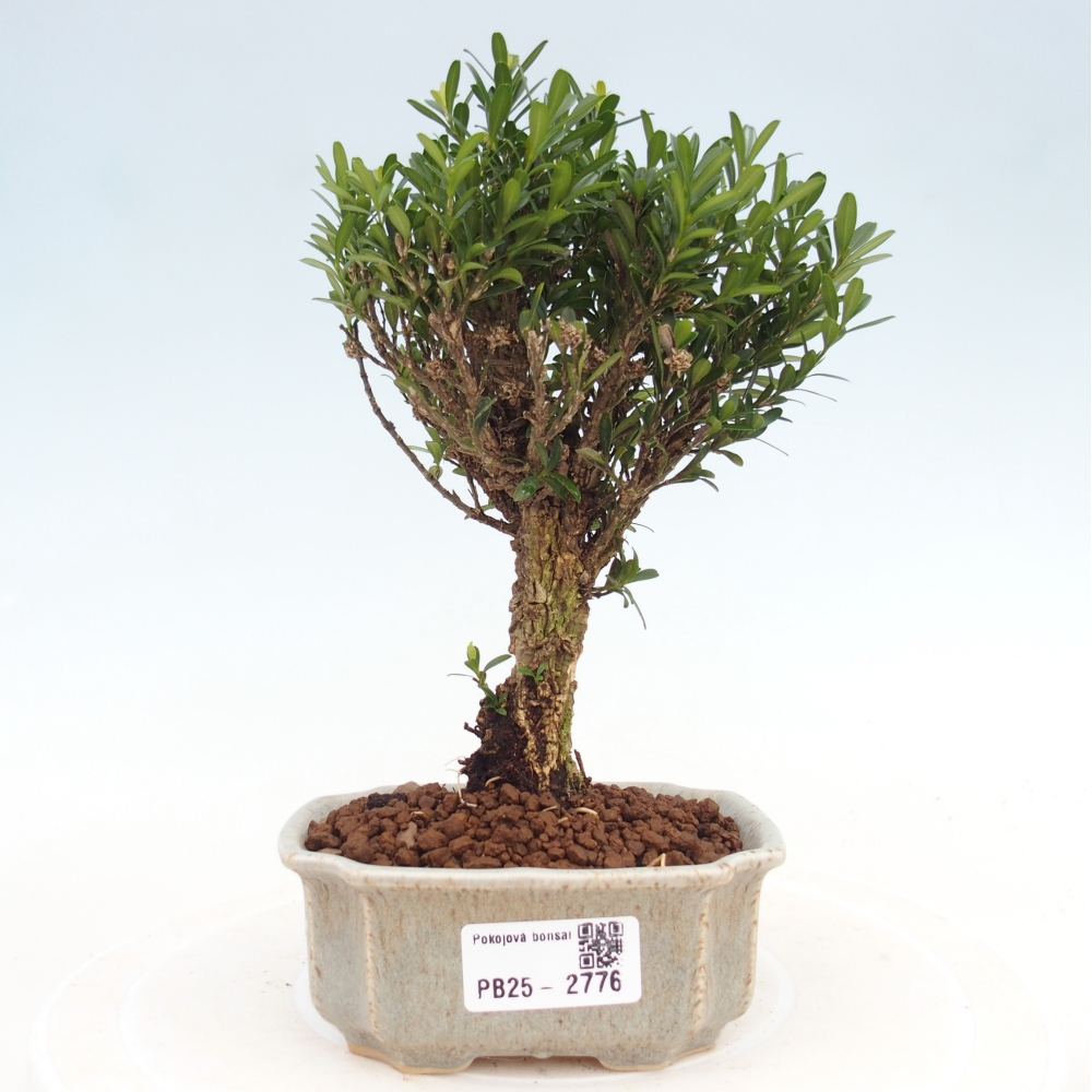 Room Bonsai - Buxus harlandii - Cork boxwood
