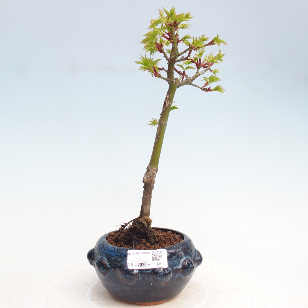 Outdoor bonsai -Javor small-leaved SHISHIGASHIRA