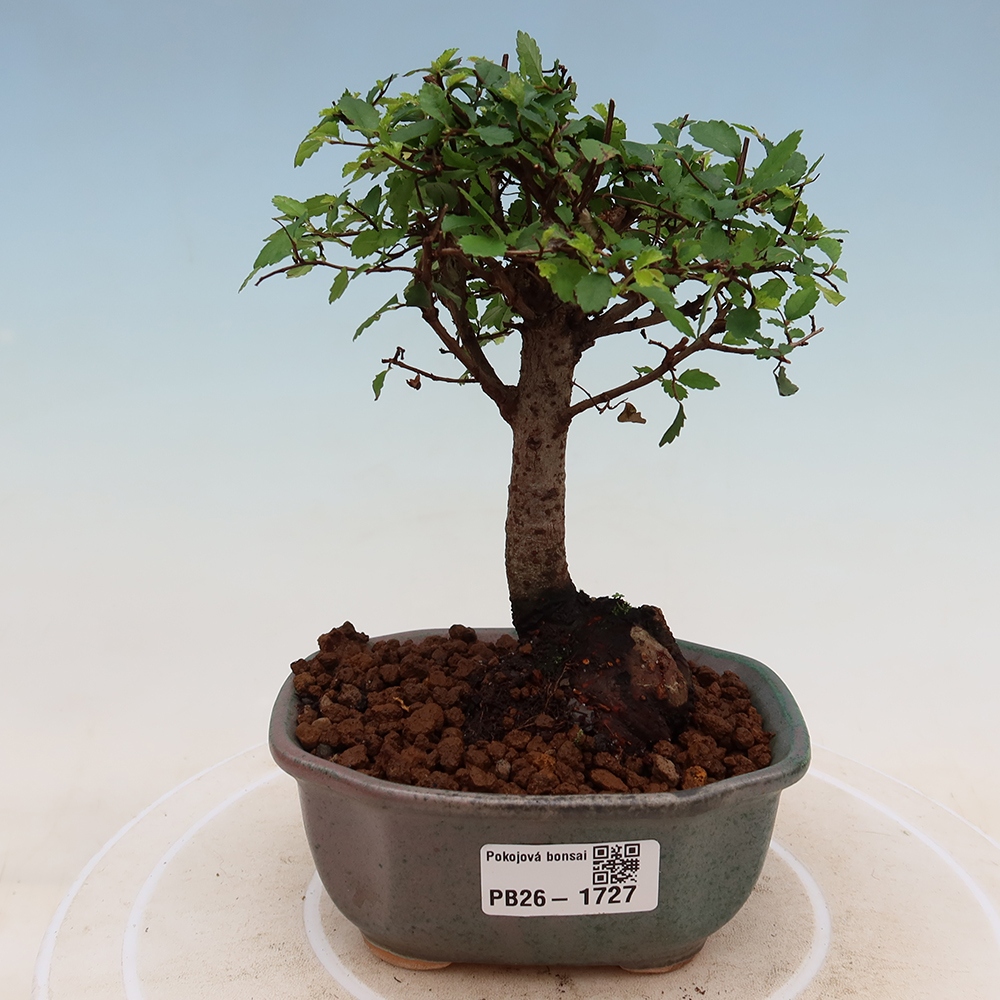 Room bonsai - Ulmus parvifolia - Small-leaved elm