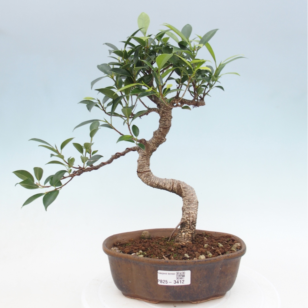 Room bonsai - Ficus retusa - small-leaved ficus