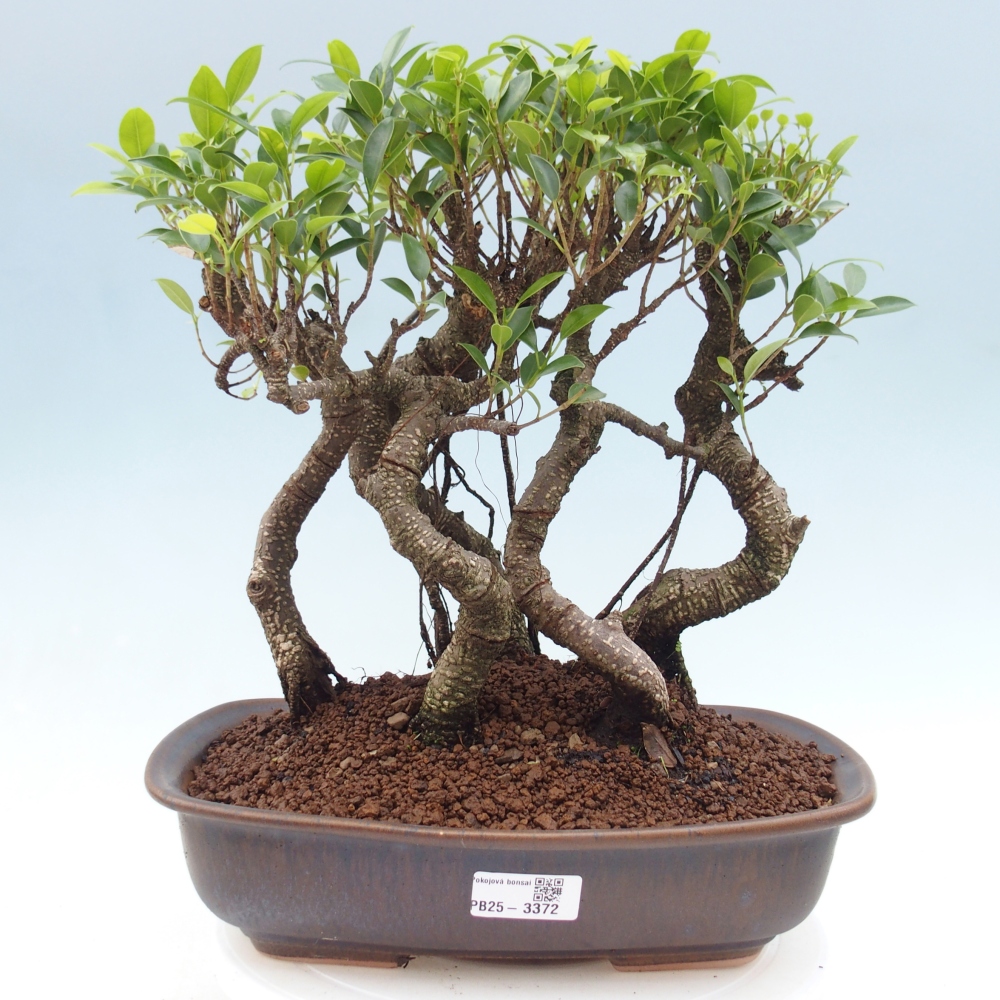 Room bonsai - Ficus kimmen - small-leaved ficus